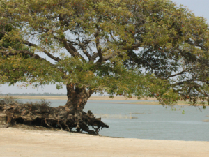 tree at water