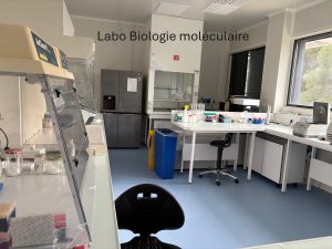 Labo biologie moléculaire 2025 Texte OK